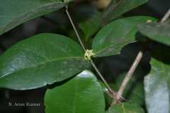 Canthium angustifolium